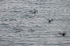 06A Penguins In The Water At Port Foster Deception Island On Quark Expeditions Antarctica Cruise Ship.jpg